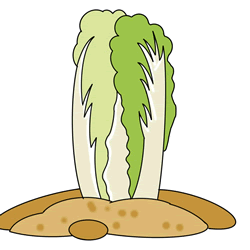How to Draw a Chinese Cabbage Step by Step