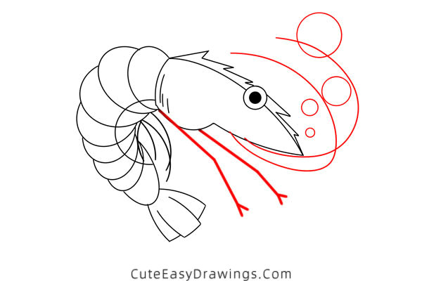 how to draw a shrimp - www.cuteeasydrawings.com