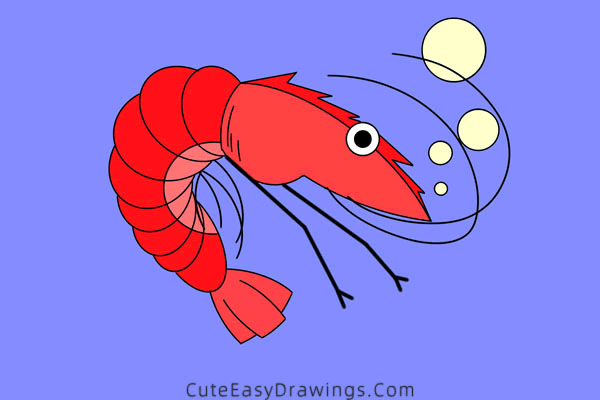 how to draw a shrimp - www.cuteeasydrawings.com