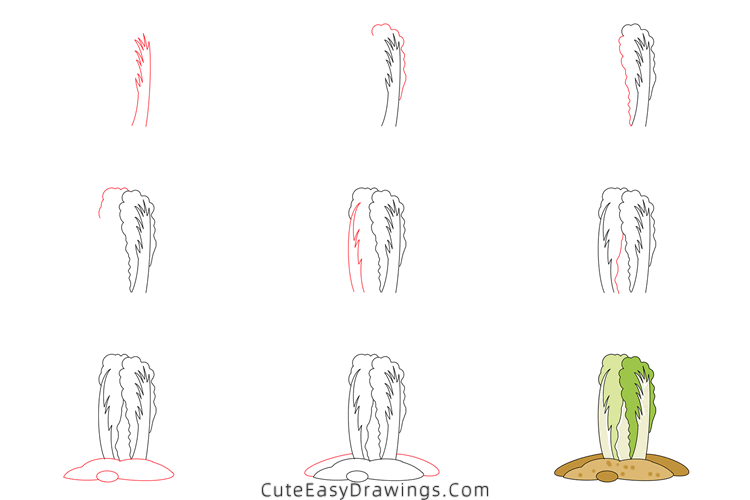 how to draw a chinese cabbage - www.cuteeasydrawings.com