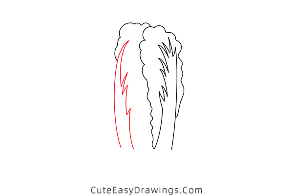 how to draw a chinese cabbage - www.cuteeasydrawings.com