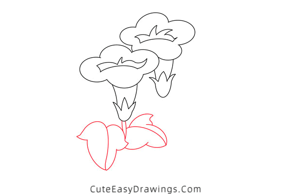 how to draw a morning glory - www.cuteeasydrawings.com