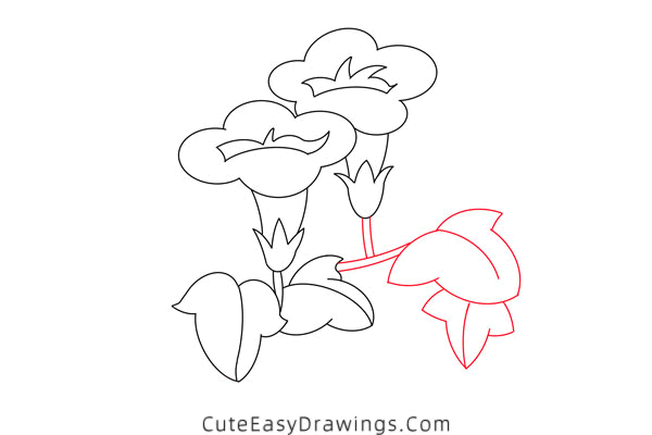 how to draw a morning glory - www.cuteeasydrawings.com