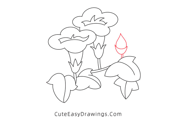 how to draw a morning glory - www.cuteeasydrawings.com