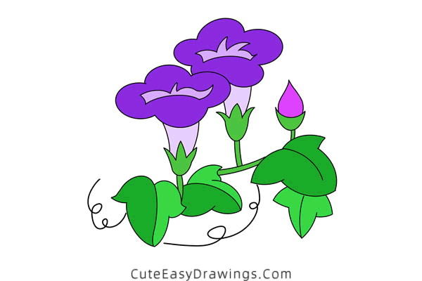 how to draw a morning glory - www.cuteeasydrawings.com