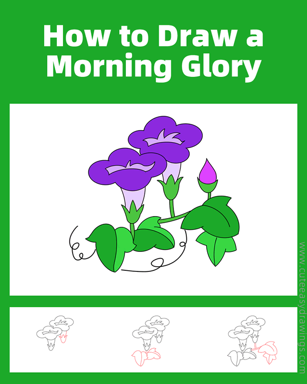 how to draw a morning glory - www.cuteeasydrawings.com