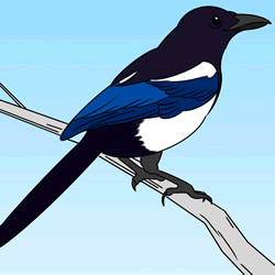 How to Draw a Magpie Step by Step