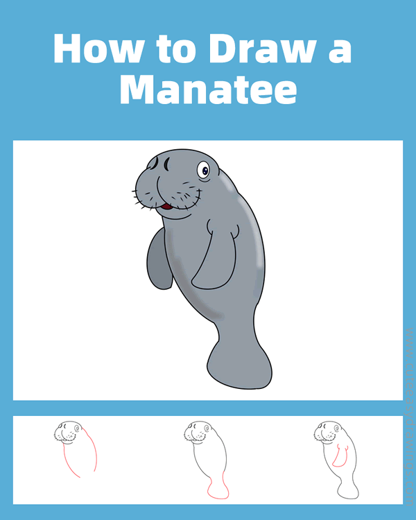 How to Draw a Manatee Step by Step Cute Easy Drawings