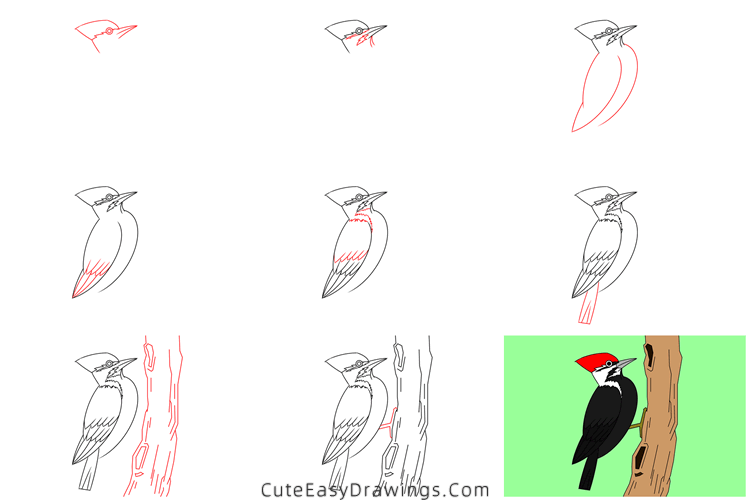 how to draw a pileated woodpecker - www.cuteeasydrawings.com