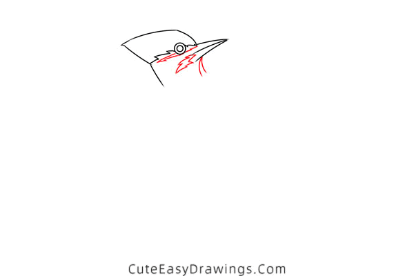 how to draw a pileated woodpecker - www.cuteeasydrawings.com