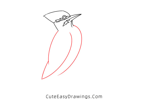 how to draw a pileated woodpecker - www.cuteeasydrawings.com