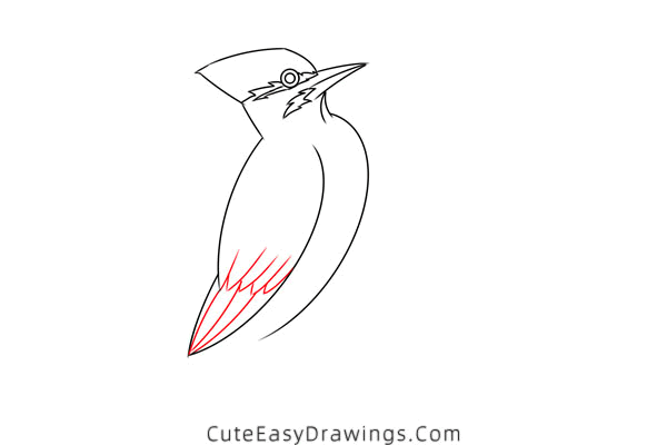 how to draw a pileated woodpecker - www.cuteeasydrawings.com