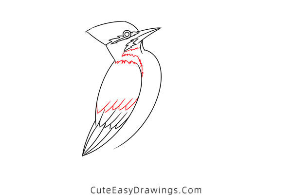 how to draw a pileated woodpecker - www.cuteeasydrawings.com