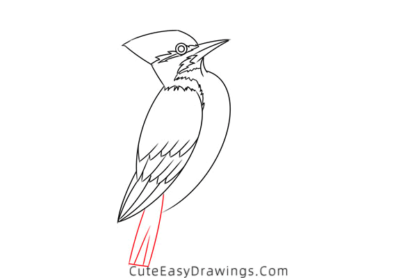 how to draw a pileated woodpecker - www.cuteeasydrawings.com