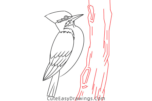 how to draw a pileated woodpecker - www.cuteeasydrawings.com