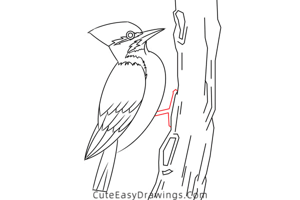 how to draw a pileated woodpecker - www.cuteeasydrawings.com