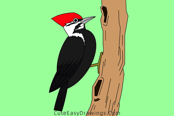 how to draw a pileated woodpecker - www.cuteeasydrawings.com