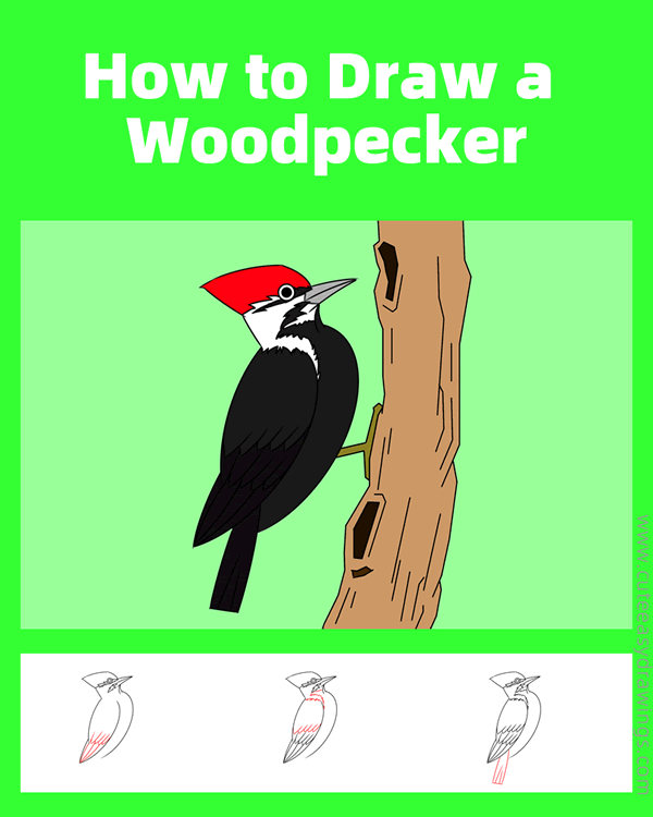 how to draw a pileated woodpecker - www.cuteeasydrawings.com