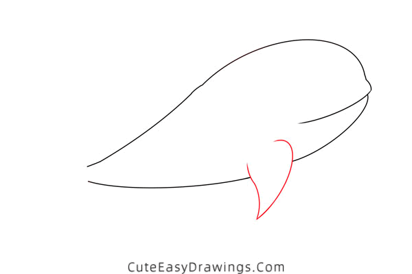 how to draw a beluga whale - www.cuteeasydrawings.com