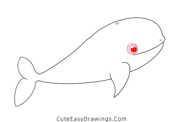 how to draw a beluga whale - www.cuteeasydrawings.com