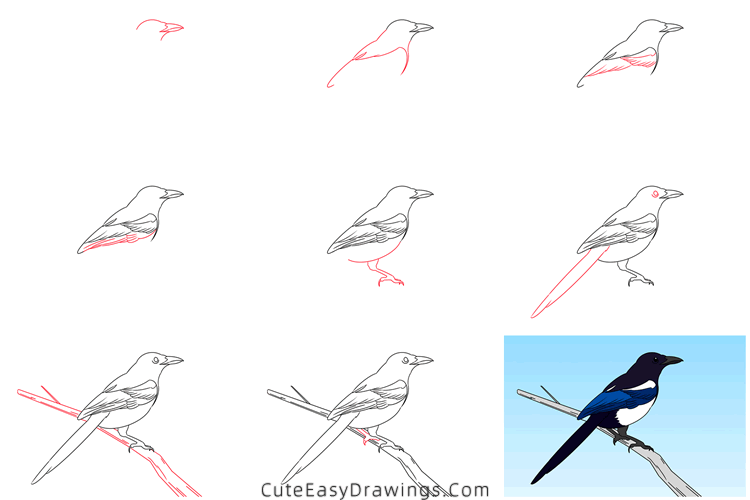 how to draw a magpie - www.cuteeasydrawings.com