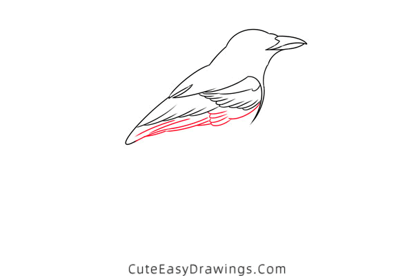 how to draw a magpie - www.cuteeasydrawings.com