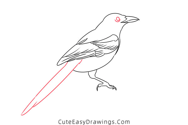 how to draw a magpie - www.cuteeasydrawings.com