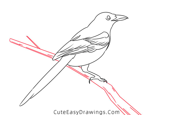 how to draw a magpie - www.cuteeasydrawings.com