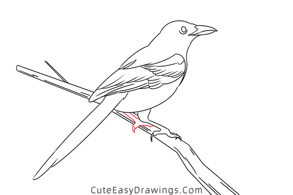 how to draw a magpie - www.cuteeasydrawings.com