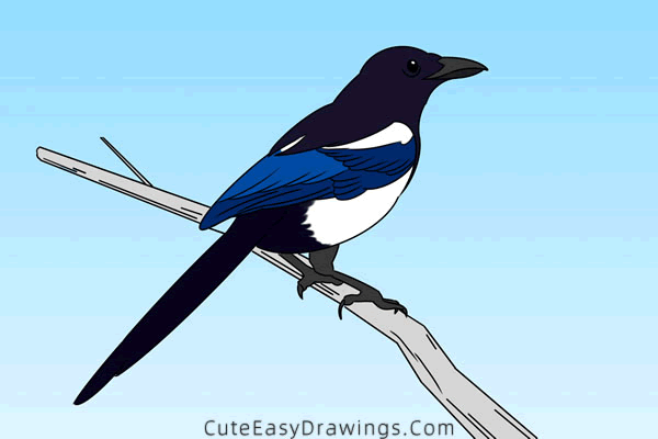 how to draw a magpie - www.cuteeasydrawings.com