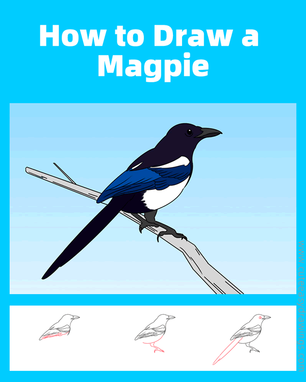 how to draw a magpie - www.cuteeasydrawings.com