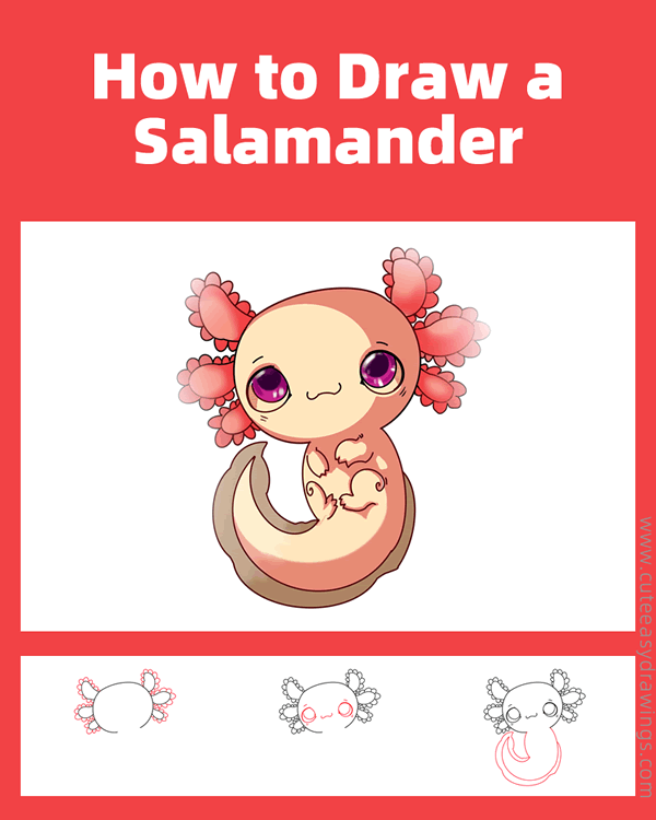 how to draw a salamander - www.cuteeasydrawings.com