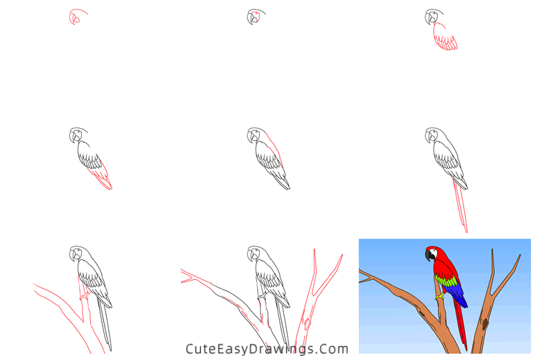 how to draw a macaw - www.cuteeasydrawings.com