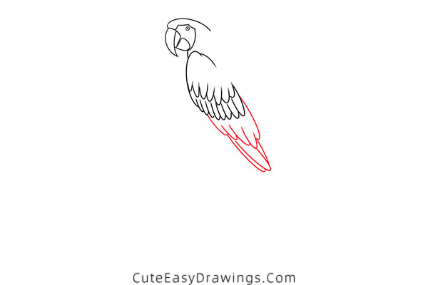 how to draw a macaw - www.cuteeasydrawings.com