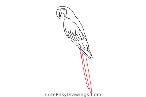 how to draw a macaw - www.cuteeasydrawings.com