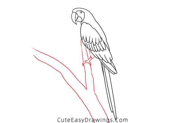 how to draw a macaw - www.cuteeasydrawings.com