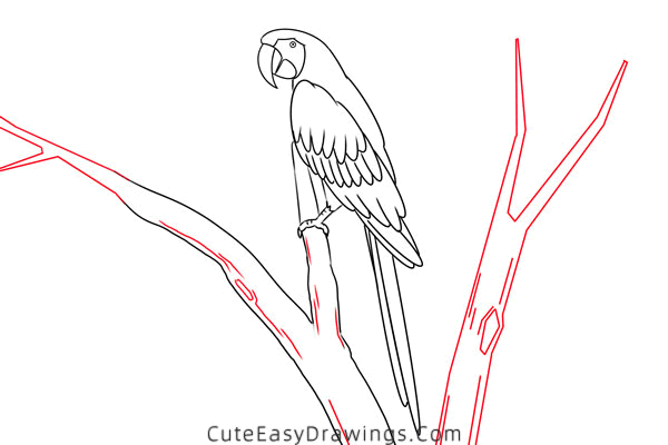 how to draw a macaw - www.cuteeasydrawings.com