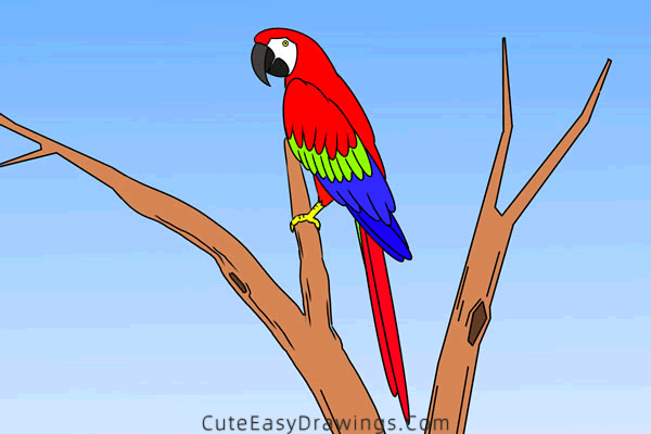 how to draw a macaw - www.cuteeasydrawings.com