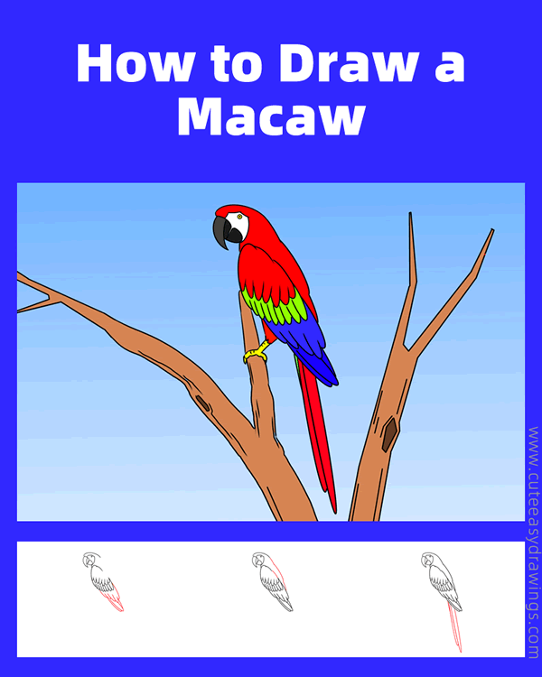 how to draw a macaw - www.cuteeasydrawings.com