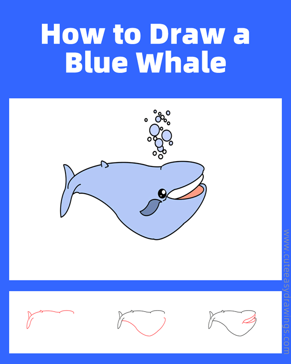 how to draw a blue whale - www.cuteeasydrawings.com