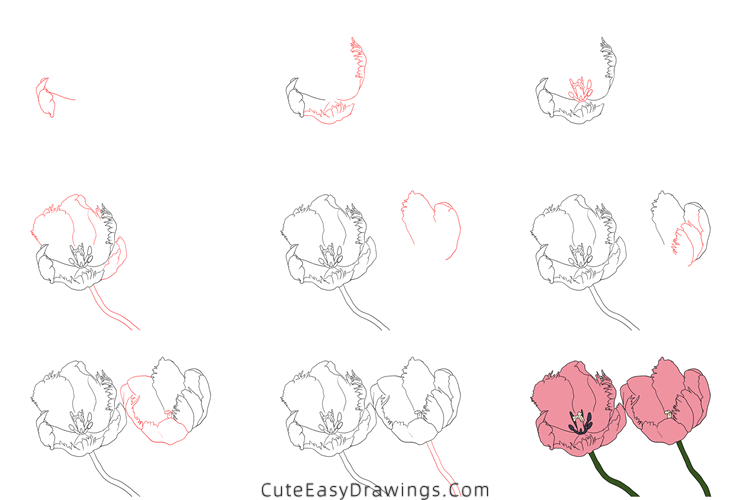 how to draw a tulip flower - www.cuteeasydrawings.com