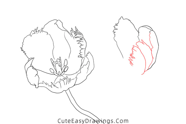 how to draw a tulip flower - www.cuteeasydrawings.com