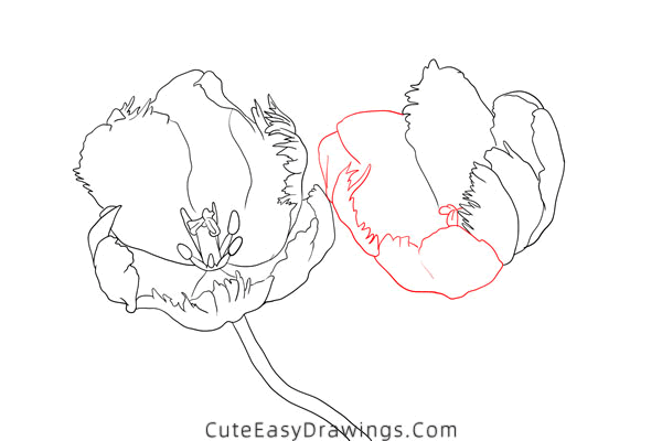 how to draw a tulip flower - www.cuteeasydrawings.com