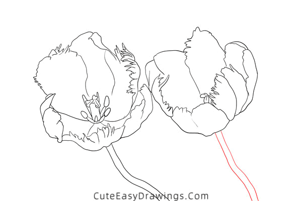 how to draw a tulip flower - www.cuteeasydrawings.com