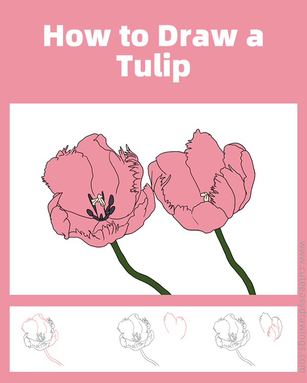 how to draw a tulip flower - www.cuteeasydrawings.com