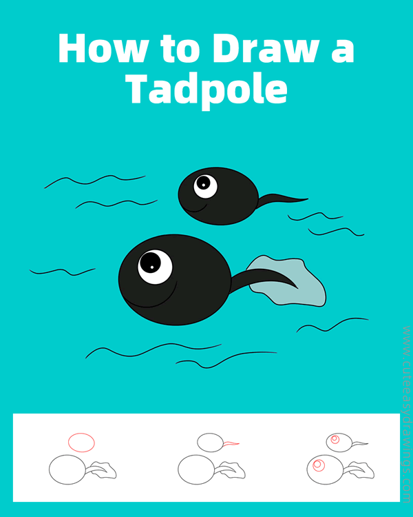 How to Draw a Tadpole Step by Step Cute Easy Drawings