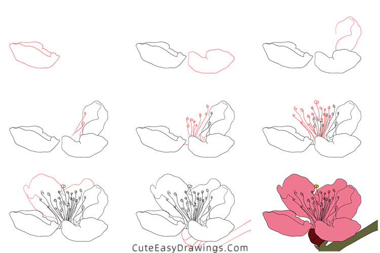 how to draw a peach blossom - www.cuteeasydrawings.com