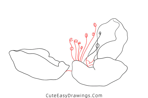 how to draw a peach blossom - www.cuteeasydrawings.com