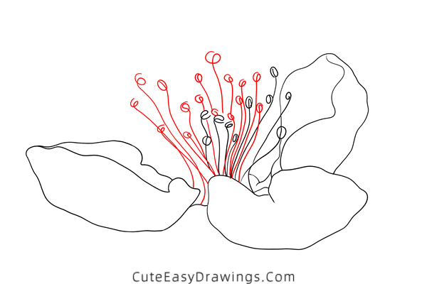 how to draw a peach blossom - www.cuteeasydrawings.com