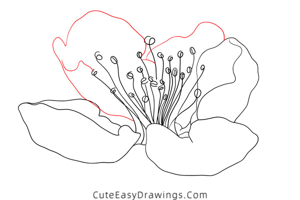 how to draw a peach blossom - www.cuteeasydrawings.com